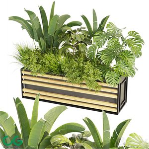 Collection plant vol 361 - banana - fiddle - monstera - grass